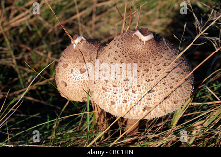 Soleggiato, aprire parzialmente wild parasol funghi (Macrolepiota procera) in Bushy Park, London, Regno Unito Foto Stock