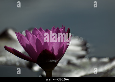 Charlie Pride ninfea nymphaea Charlie Pride acqua giglio. charlie pride ninfea: nymphaea 'Charlie Pride' è stato ibridato in Australia da Charles verricello 1993. Una delle rosse ninfee tropicali disponibili sul mercato oggi questo fiore si distinguono in qualsiasi stagno Foto Stock