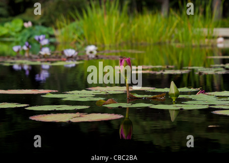 Charlie Pride ninfea nymphaea Charlie Pride acqua giglio. charlie pride ninfea: nymphaea 'Charlie Pride' è stato ibridato in Australia da Charles verricello 1993. Una delle rosse ninfee tropicali disponibili sul mercato oggi questo fiore si distinguono in qualsiasi stagno Foto Stock