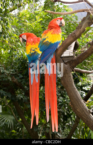 Hout Bay: mondo degli uccelli & Monkey Jungle - pappagalli macaw Foto Stock