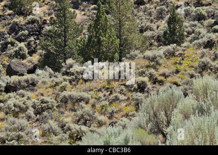 Deserto in scrub Cove stato Palisades Park, Oregon Foto Stock