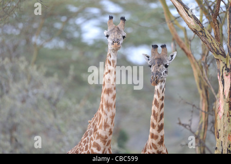 Maasai giraffa - Masai giraffe (Giraffa camelopardalis tippelskirchi) coppia in piedi tra gli alberi Foto Stock