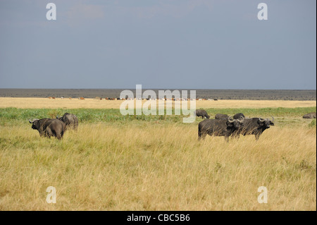 African buffalo - Cape buffalo (Syncerus caffer caffer) allevamento pascolando vicino al bestiame Masai Masai Mara NP Foto Stock