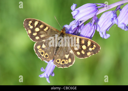 Chiazzato legno Butterfly, Pararge aegeria, alimentazione su un bluebell,Hyacinthoides non scripta Foto Stock