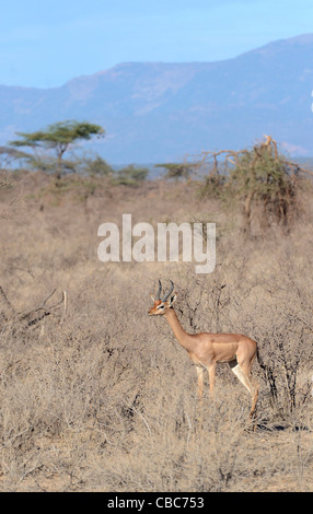 Kenya, Samburu riserva nazionale, Gerenuks Litocranius walleri, AKA Giraffa gazzella Foto Stock