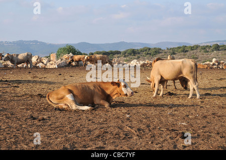 Israele, sul Monte Carmelo, libero bestiame al pascolo Foto Stock