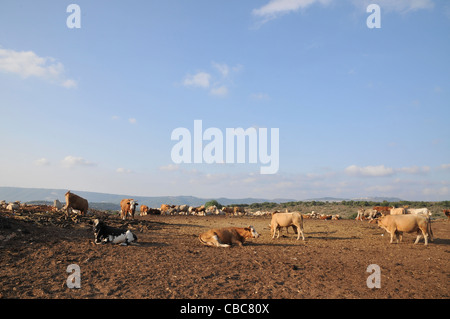 Israele, sul Monte Carmelo, libero bestiame al pascolo Foto Stock