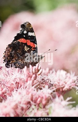 Rosso farfalla Admiral Vanessa atalant in angolazione laterale schematica e con ante chiuse getting nettare da ghiaia fiori di radice in estate Foto Stock