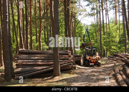 Il carico del trattore legname nella foresta. La Polonia occidentale. Foto Stock