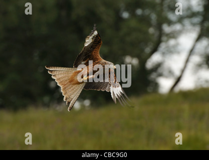 Aquilone rosso, Milvus milvus volare al di sopra di un campo con alberi e il cielo in background nei pressi di Rhayader in Galles, Regno Unito Foto Stock