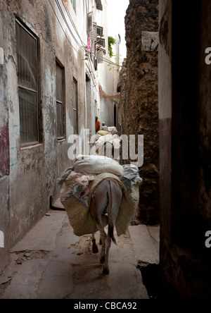 Asini che trasportano merci sulle loro spalle in una stretta strada di Lamu, Kenya Foto Stock