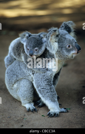 Una madre koala con il suo bambino sulla schiena (Phascolarctos Cinerus). Kangaroo Island, South Australia, Australia Foto Stock