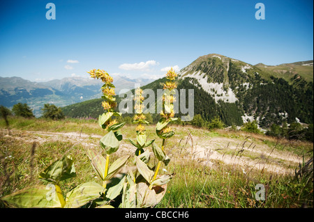 Grande genziana, genziana lutea, cresce al di sopra di Belle Plagne nelle Alpi francesi Foto Stock
