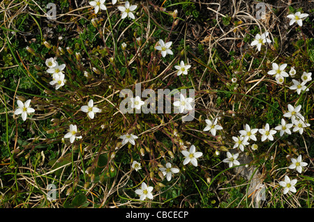 Mossy Sassifraga - Saxifraga hypnoides Foto Stock