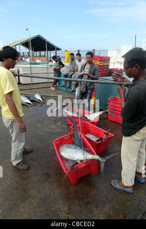 Appena pescati tonni pesato sul pontile a Kota Kinabalu. Foto Stock