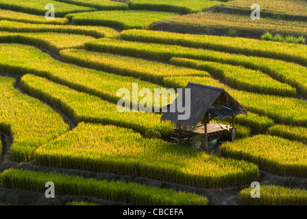 A schiera verde campo di riso a Chiangmai, Thailandia Foto Stock