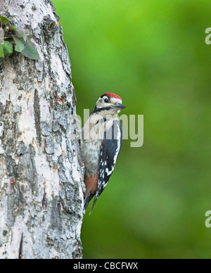 Grande; Spotted; Woodpecker;(capretti); Dendrocopos major' Foto Stock