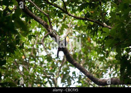 Una chiglia fatturati toucan (Ramphastos sulfuratus) in una struttura ad albero nel Parco Nazionale di Tortuguero, Costa Rica Foto Stock