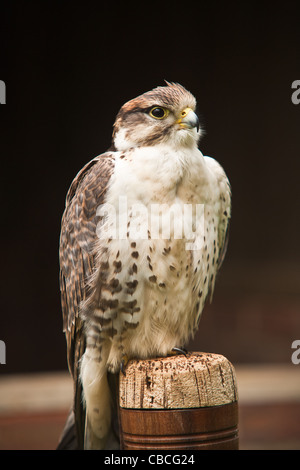 Un captive lanner falcon (Falco biarmicus) in attesa sul blocco di falconieri pesce persico Foto Stock