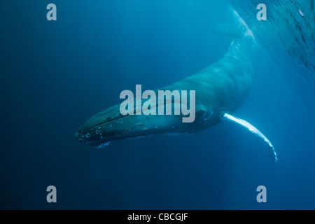 Humpback Whale, Megaptera novaeangliae, Mar dei Caraibi, Dominica Foto Stock