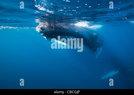 Humpback Whale, Megaptera novaeangliae, Mar dei Caraibi, Dominica Foto Stock