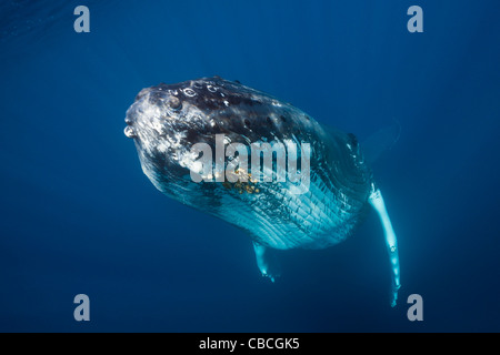 Humpback Whale, Megaptera novaeangliae, Mar dei Caraibi, Dominica Foto Stock