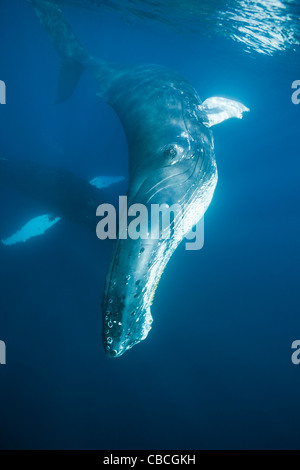 Humpback Whale, Megaptera novaeangliae, Mar dei Caraibi, Dominica Foto Stock