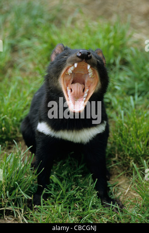 Diavolo della Tasmania sbadigli (Sarcophilus harrisii), diavoli della Tasmania Conservation Park, Taranna, Tasmania, Australia Foto Stock
