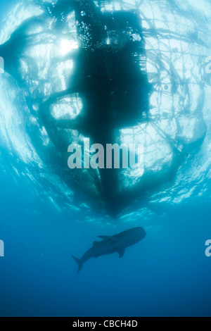 Squalo Balena sotto la piattaforma di pesca chiamato Bagan, Rhincodon typus, Cenderawasih Bay, Papua occidentale, in Indonesia Foto Stock