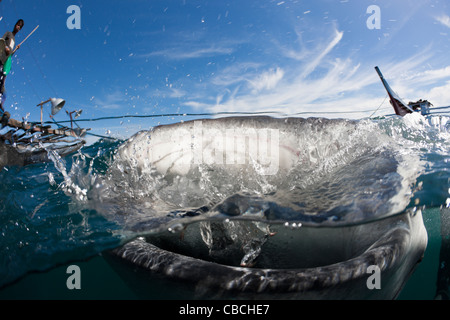 Alimentazione di squalo balena, Rhincodon typus, Cenderawasih Bay, Papua occidentale, in Indonesia Foto Stock