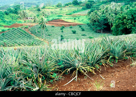 Vista della piantagione di Ananas, caffè in background. Foto Stock