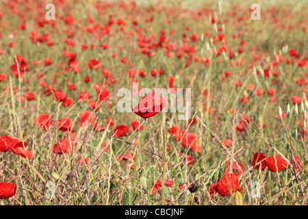 Un campo di papaveri rossi dolcemente al vento Foto Stock