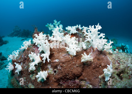 Imbianchiti coralli, Cenderawasih Bay, Papua occidentale, in Indonesia Foto Stock