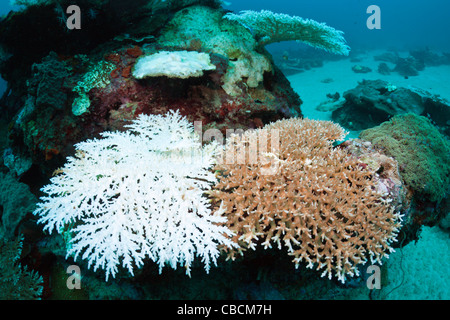 Imbianchiti coralli, Cenderawasih Bay, Papua occidentale, in Indonesia Foto Stock