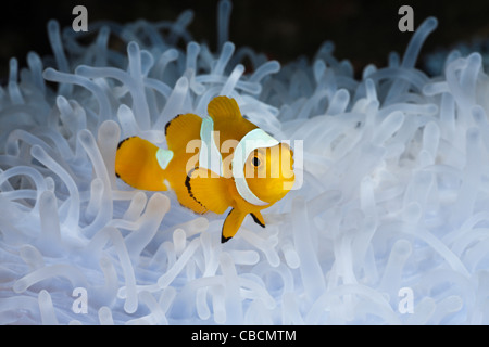 Clown Anemonefish in imbianchiti anemone marittimo, Amphiprion ocellaris, Heteractis magnifica, Papua occidentale, in Indonesia Foto Stock