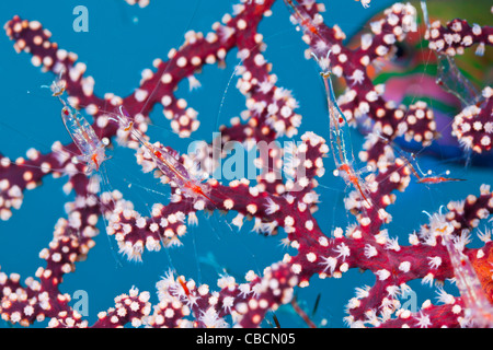 Gamberetti commensali su Seafan, Periclimenes psamathe, Cenderawasih Bay, Papua occidentale, in Indonesia Foto Stock