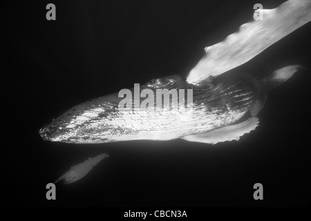 Humpback Whale, Megaptera novaeangliae, Banca d'argento, Oceano Atlantico, Repubblica Dominicana Foto Stock