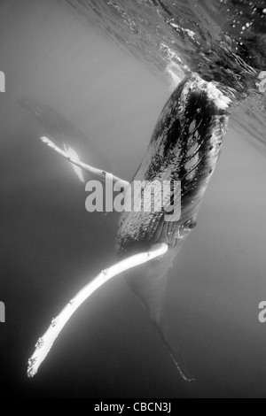 Humpback Whale, Megaptera novaeangliae, Banca d'argento, Oceano Atlantico, Repubblica Dominicana Foto Stock