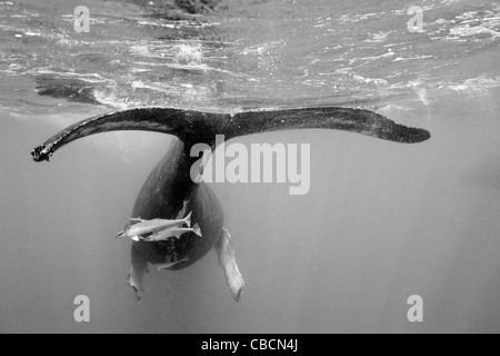 Humpback Whale, Megaptera novaeangliae, Banca d'argento, Oceano Atlantico, Repubblica Dominicana Foto Stock
