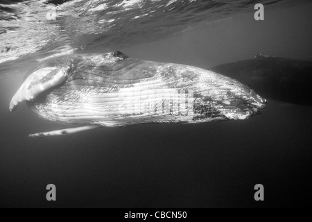 Humpback Whale, Megaptera novaeangliae, Banca d'argento, Oceano Atlantico, Repubblica Dominicana Foto Stock