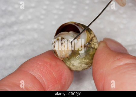 Una cotta pervinca comune o winkle, nome scientifico Littorina Littorea essendo estratta dal suo guscio con un ago. Foto Stock