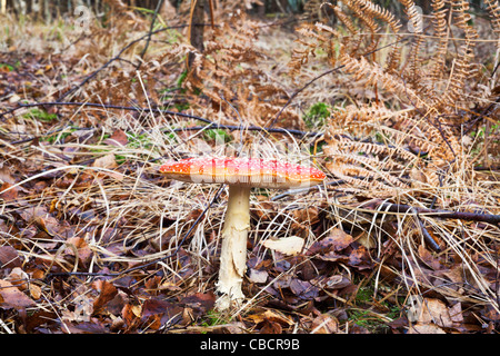 Il bianco e il rosso Fly Agaric (amanita muscaria) toadstool in un tappeto di foglie cadute tra marrone fronde di felce in autunno Foto Stock