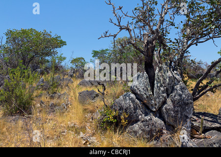 Savana biome chiamata cerrado, Brasile Highlands: Vegetazione su affioramento roccioso: Tree is Wunderlichia crulsiana della famiglia delle Asteraceae. Il cerrado è un punto di biodiversità. Foto Stock