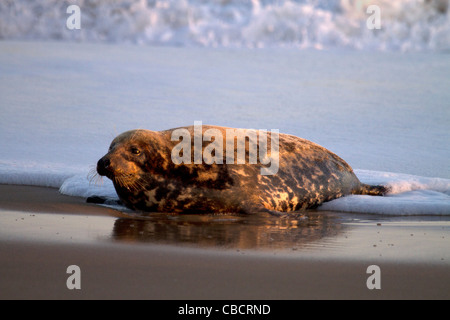 Una femmina di guarnizione grigio, Halichoerus grypus proveniente da sulla spiaggia Foto Stock