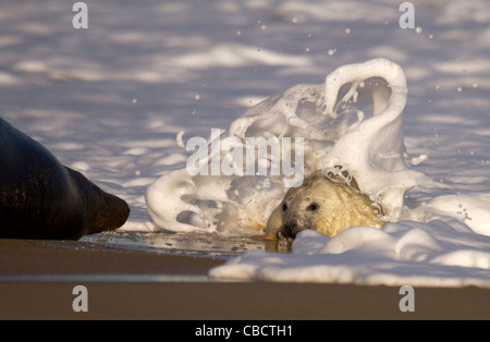 Guarnizione grigio pup, Halichoerus grypus giocando nel surf sotto lo sguardo della sua mamma Foto Stock