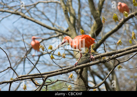 Scarlet Ibis o Eudocimus ruber uccello appollaiato sul lembo di albero Foto Stock