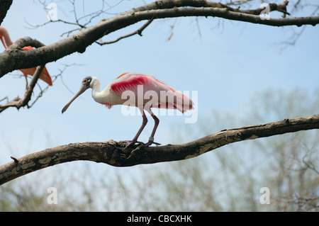 Roseate Spoonbill uccello o Ajaja ajaja arroccato su di un lembo di albero Foto Stock