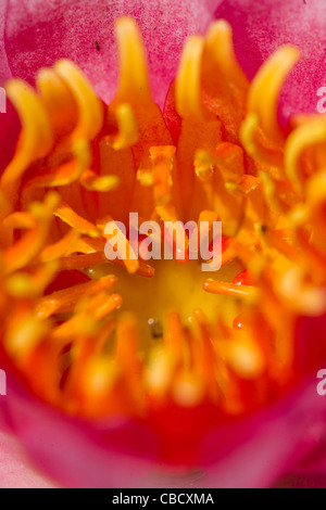 Una vista dettagliata di una grande rosa ninfee fioritura in un stagno Foto Stock