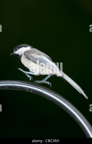 Nero-capped Luisa sbarco sulla recinzione in ferro. Foto Stock