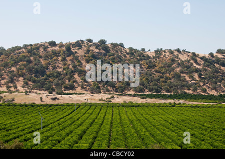 Aranceti, Rovere praterie, a est di Fresno, California, USA. Foto copyright Lee Foster. Foto # california121584 Foto Stock